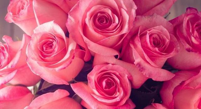 玫瑰花（绽放的美丽与情感拥有丰富的象征意义）