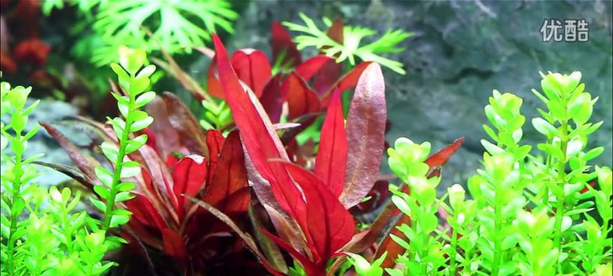 探索水草世界——了解各种水草种类(解密水草的奥秘,认识不同种类的水草) 探索水草世界——了解各种水草种类(解密水草的奥秘,认识不同种类的水草)