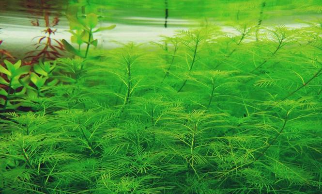 探索水草世界——了解各种水草种类（解密水草的奥秘，认识不同种类的水草）