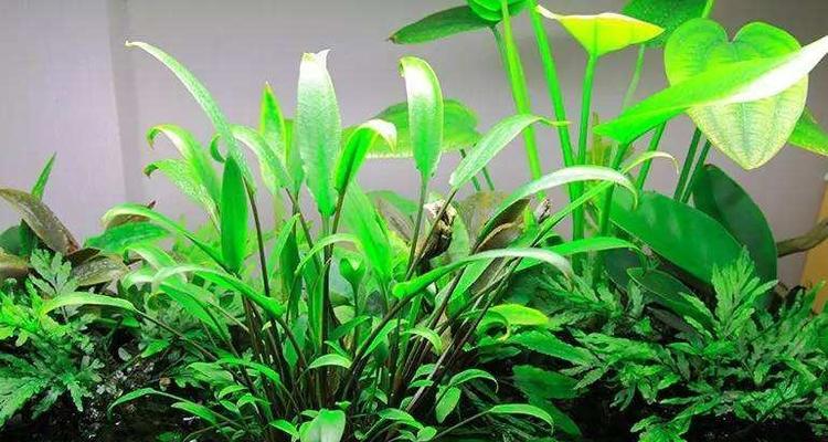 探索水草世界——了解各种水草种类(解密水草的奥秘,认识不同种类的水草) 探索水草世界——了解各种水草种类(解密水草的奥秘,认识不同种类的水草)