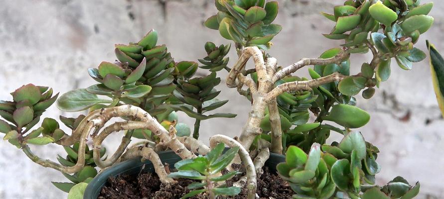 夏季长寿花养殖全攻略（关注生长环境和养护技巧，让长寿花常青常美）
