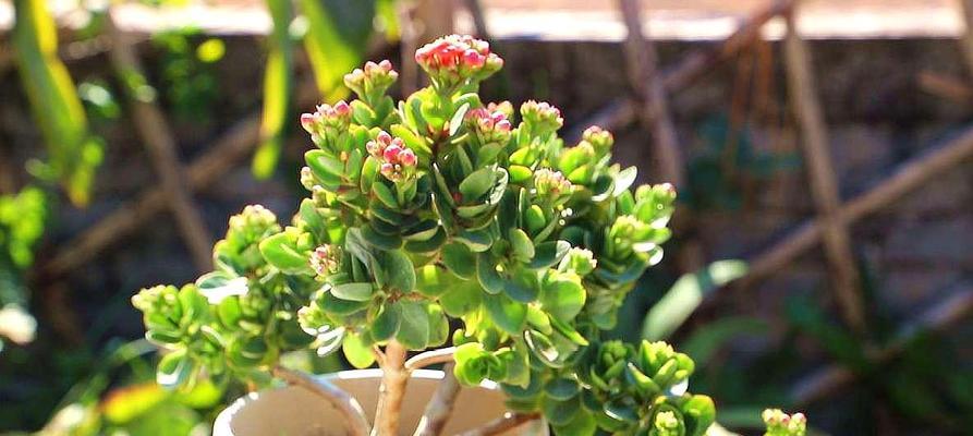 夏季长寿花养殖全攻略（关注生长环境和养护技巧，让长寿花常青常美）