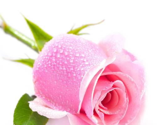 玫瑰花的寓意与花语（探索玫瑰花的象征意义及传达的情感）