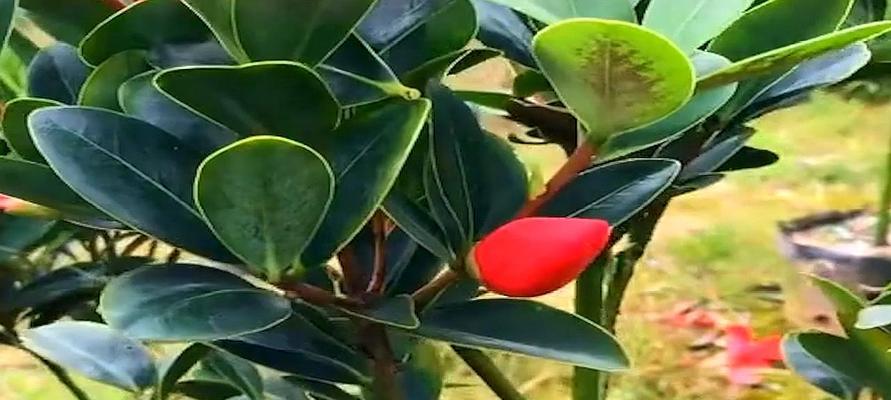 茶花树的养殖方法（让你的茶花树栽种更简单，养护更有效）