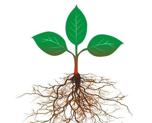 探秘根的分类和功能（从植物根系到人体器官，全面解读根的奥秘）_花植网