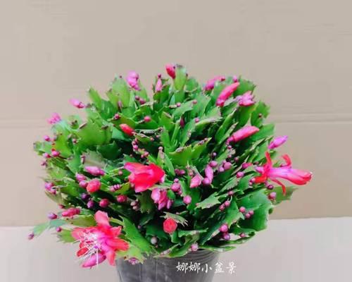 蟹爪兰花苞如何养护（蟹爪兰开花的秘密及有效方法）