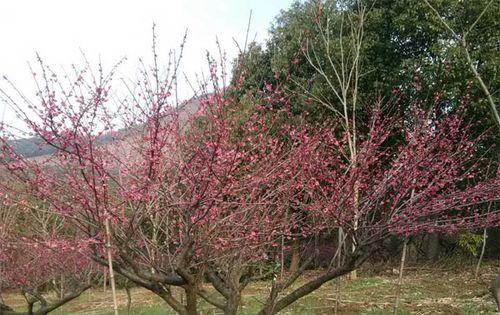 如何种植红梅树（从树种选择到养护技巧，让你轻松打造花园中的红色海洋）