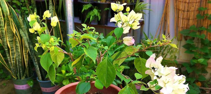 四季常青的花儿（探寻能一年四季开花的花卉世界）