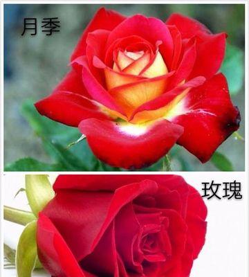 玫瑰花的数量背后的意义（一朵朵绽放的玫瑰花，蕴含着无尽的情感和寓意）