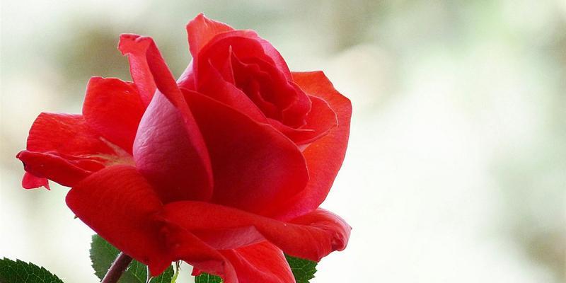 玫瑰花的数量背后的含义（玫瑰花是爱情的象征，但不同数量代表不同意义）