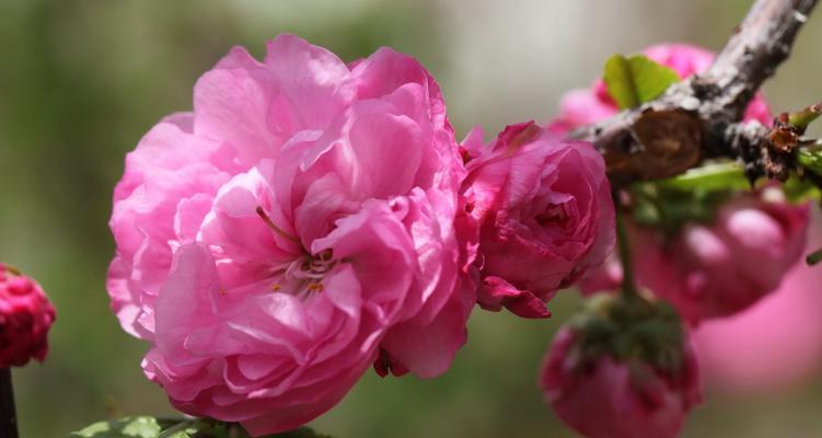 如何种植榆叶梅——打造美丽庭院的秘诀（详解榆叶梅的品种特点和种植方法，让您轻松打造美丽庭院）