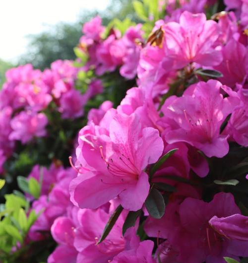 春之花海（探寻春天里的五彩花园）