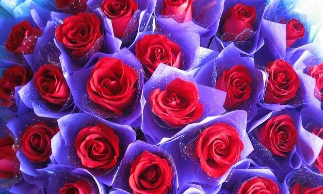 玫瑰花送多少朵的含义（玫瑰花代表的数量和情感的密切关系）
