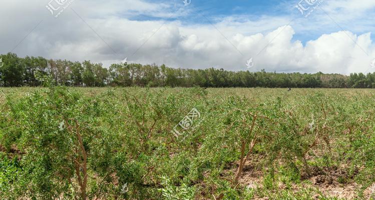 枸杞树种植方法（从选址到灌溉，教你轻松种出丰硕的枸杞树）