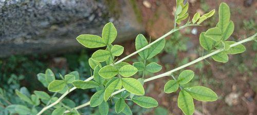 探索带刺植物的世界（认识五种常见的带刺植物）