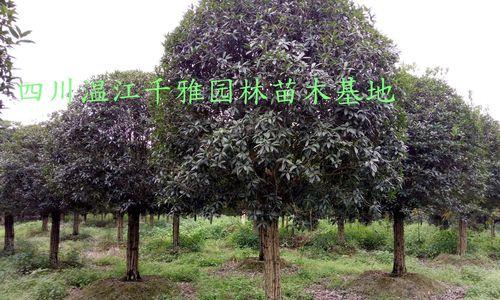 如何种植健康的桂花树（注意事项和技巧）