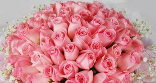 玫瑰花的品格和花语（探索玫瑰花的象征意义及传达的情感）