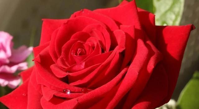 玫瑰花的品格和花语（探索玫瑰花的象征意义及传达的情感）