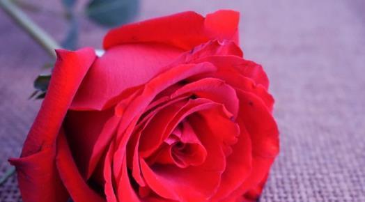 玫瑰花的寓意与象征意义（纯洁、热情、爱情的象征——玫瑰花的多重寓意）