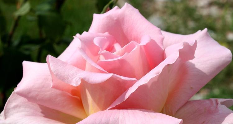 玫瑰花的颜色寓意及象征意义（探索玫瑰花色彩的背后世界）