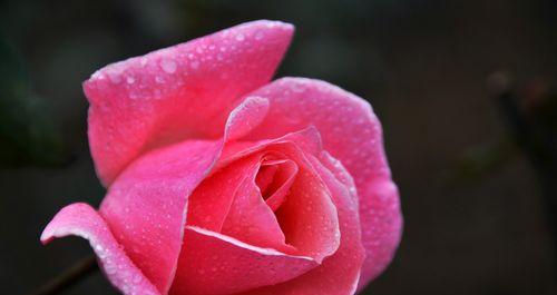 11朵玫瑰花语的意义与传承（揭开11朵玫瑰的神秘面纱，传达不同的情感）