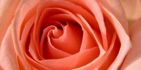 玫瑰花语的意义和象征（探索不同颜色玫瑰的花语之谜）