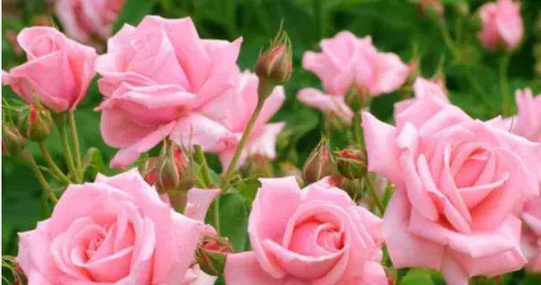 粉色玫瑰的花语（绽放在微笑里的爱，用玫瑰传递）