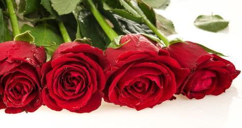 玫瑰花的寓意与象征意义（玫瑰花的花色和数量所代表的不同含义）