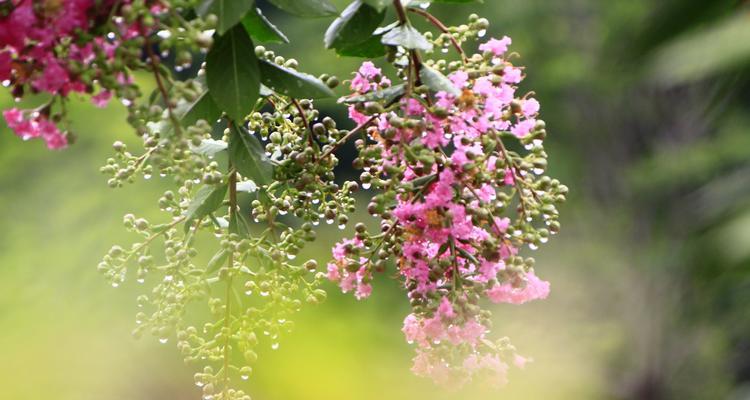 爱情长久的花（花开花落，爱却常在）