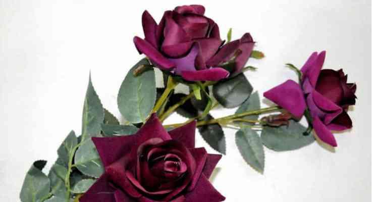 玫瑰花的种类与花语（一朵花，千种情）