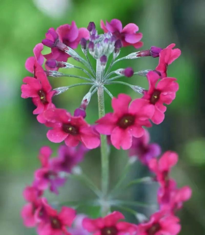 家养花期最长的花排名（探索8种让你欣赏美丽盛开的长青植物）