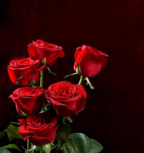 玫瑰的数量与情感的传达（以花朵的多少传递心意的艺术）