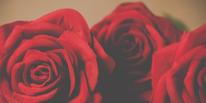 玫瑰花的花语——以玫瑰数量代表的含义（揭开玫瑰花语背后的秘密）