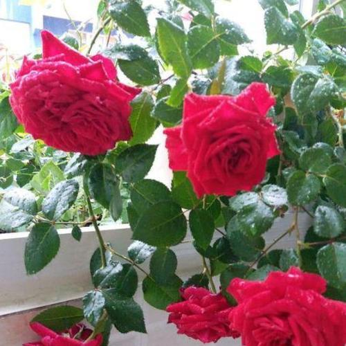 玫瑰花的品格与象征（美丽、纯洁、爱情、祝福、诚实、温柔、奉献、优雅、激情、希望）