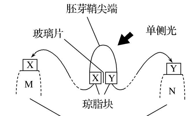 无子番茄的栽培原理（掌握这些技巧，让你的番茄更健康）