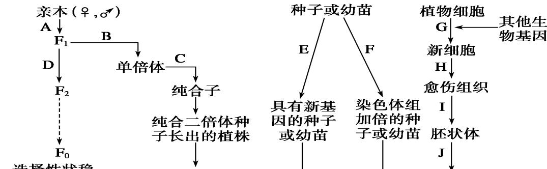 无子番茄的栽培原理（掌握这些技巧，让你的番茄更健康）