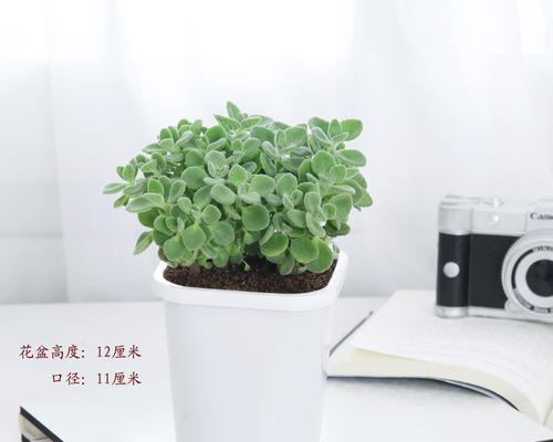 养这些植物，让蚊虫远离你的家（打造驱蚊盆栽，免除蚊虫困扰）