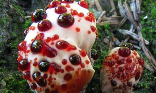 了解有毒蘑菇，避免误食（认知与防范，保护健康）