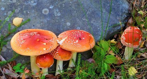 了解有毒蘑菇，避免误食（认知与防范，保护健康）
