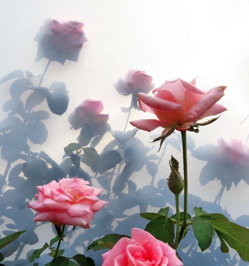 玫瑰花的颜色寓意深度解析（探索玫瑰花不同颜色所代表的情感和象征意义）