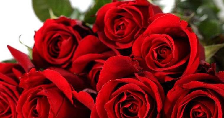 玫瑰花的寓意与花语（了解玫瑰的情感象征及其隐藏的意义）