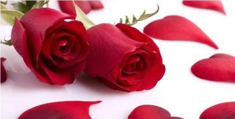 玫瑰花的寓意与花语意义（解析玫瑰花的象征意义与情感表达）