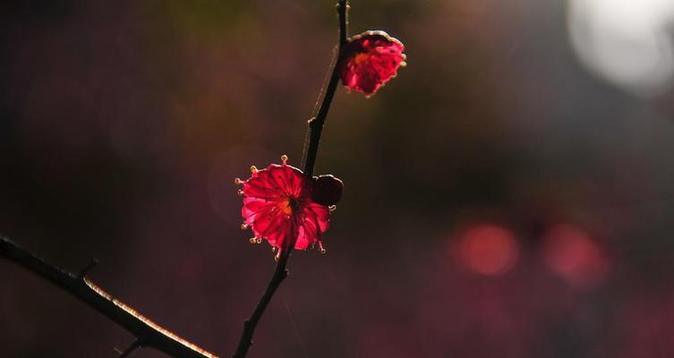 梅花的意义与寓意（探寻梅花之美与哲学）