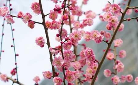 梅花的花语与意义（赏梅领略自立、坚强和美丽的精神）