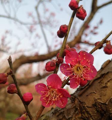 梅花之精神（梅花的象征意义与生命力的启示）