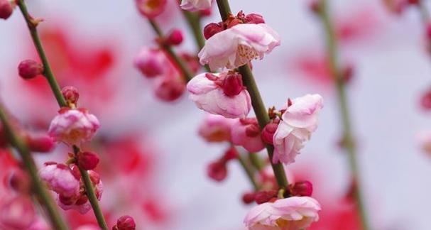 梅花之精神（梅花的象征意义与生命力的启示）