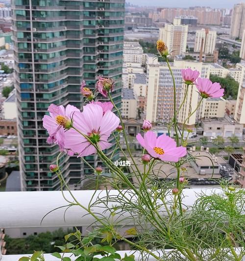 秋天的花开（颜色斑斓的秋季花卉盛开）