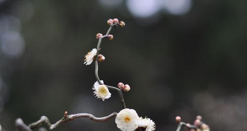 梅花的寓意与象征——坚韧不拔、不畏艰难（寒冬中绽放的勇气与美丽）