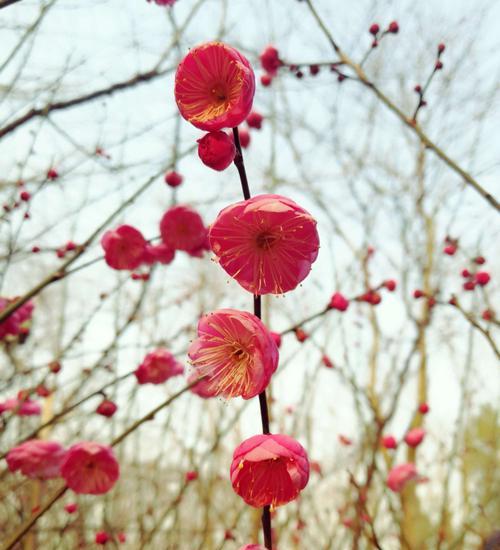 梅花的寓意与花语（探究梅花的意义和传递给人们的信息）