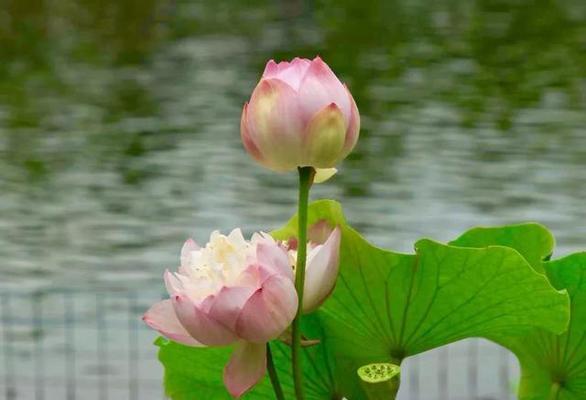 荷花花期及生长习性详解（荷花，一年中何时开花？荷花生长的主要特点与习性）